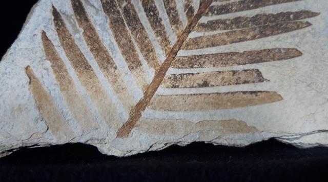 Zamites feneonis BRONGNIART - Bild &copy; FossNet FossilienStore
